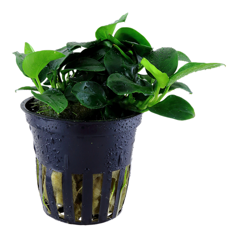 Anubias barteri 'Petite' by Tropica