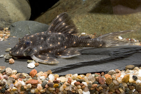 Mustard Spot Pleco