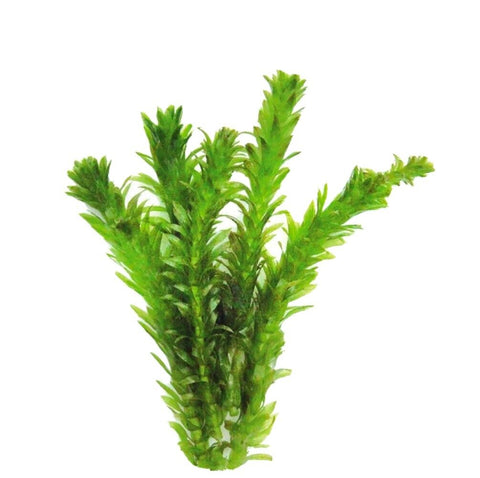 Anacharis Elodea