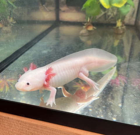 Axolotl - Leucistic