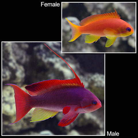 Anthias - Orange Lyretail (F)