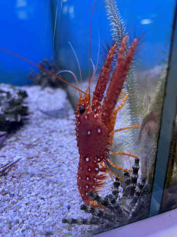 Lobster - Red Reef