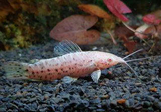 Catfish - Albino Marbled Hoplo