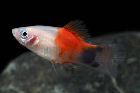 Platy - Pineapple Candy Crescent