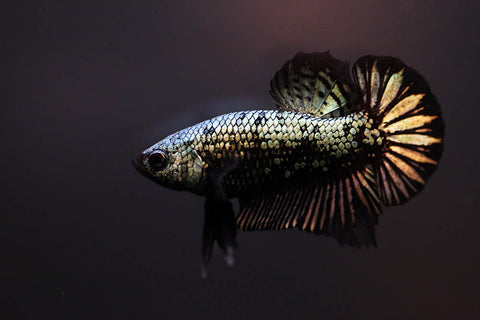 Betta - Black Copper Plakat