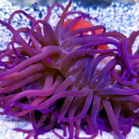 Anemone - Purple Long Tentacle