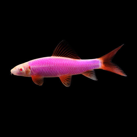 GloFish® - Rainbow Shark