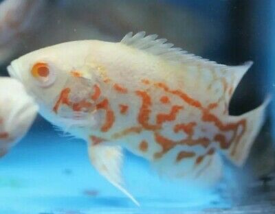 Cichlid - Albino Ruby Oscar