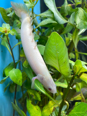 Bichir - Albino Dinosaur