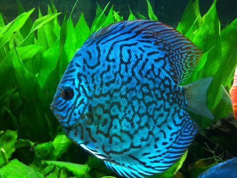 Discus - Blue