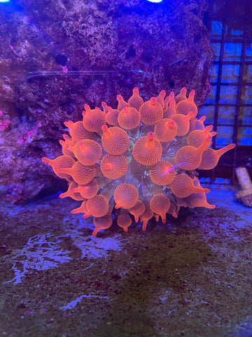 Anemone - Rose Bubble Tip