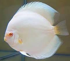 Discus - Albino Platinum