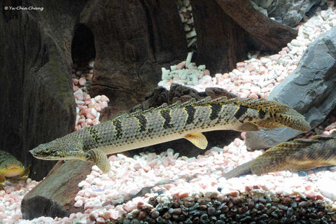 Bichir - Barred