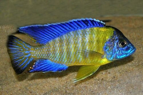 African Cichlid - Blue Neon Peacock