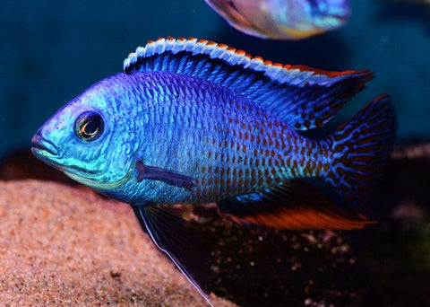 African Cichlid - Blue Fire Ndiwe