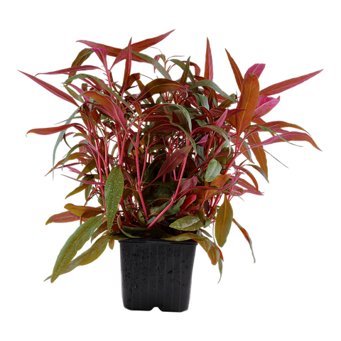 Alternanthera reineckii 'Pink' by Tropica