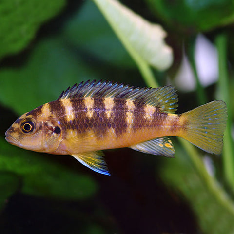 African Cichlid - Bumblebee