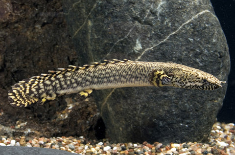 Bichir - Ornate