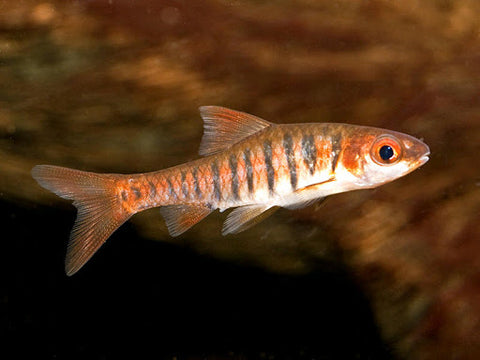 Barb - African Banded