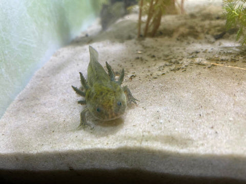 Axolotl - 'Wild-Type'