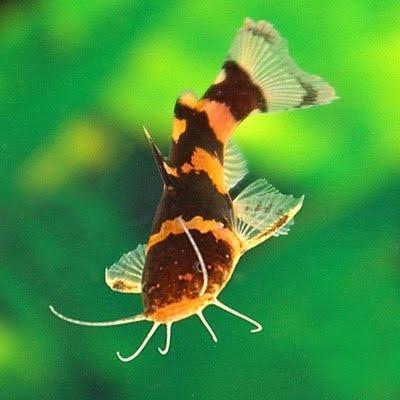 Catfish - Asian Bumblebee