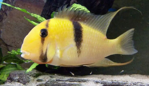 Cichlid - Bandit