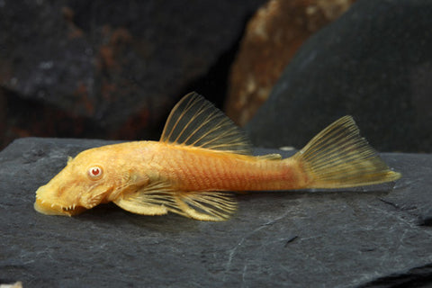 Pleco - Albino Bristlenose