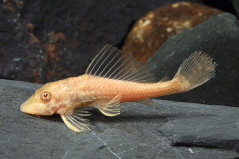 Pleco - Albino Chocolate