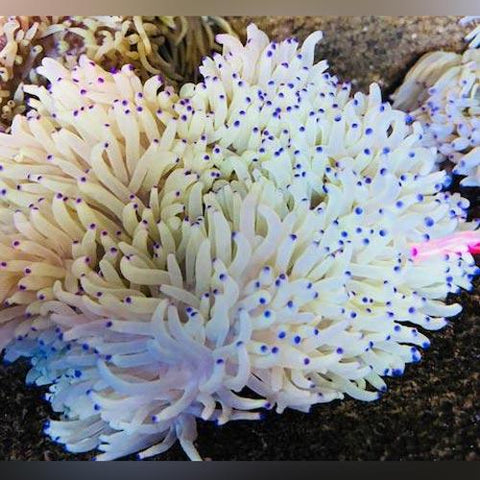 Anemone - Purple Tip Sebae