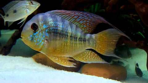 Cichlid - Balzani Earth Eater