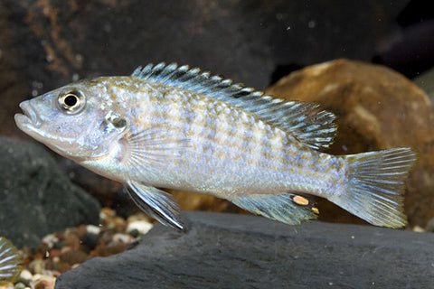 African Cichlid - Exasperatus