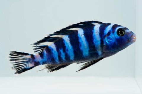 African Cichlid - Blue Demasoni