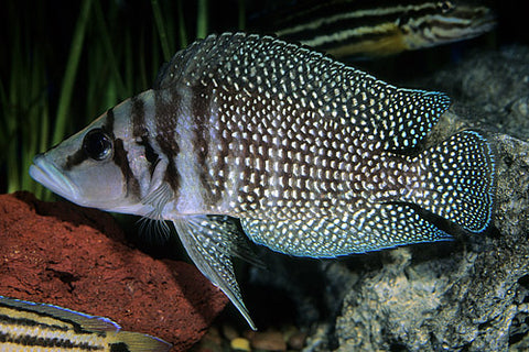 African Cichlid - Black Calvus