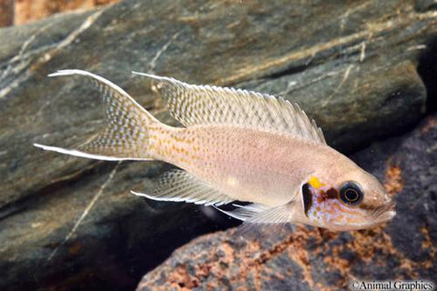 African Cichlid - Brichardi