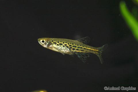 Danio - Gold Ring Tinwini