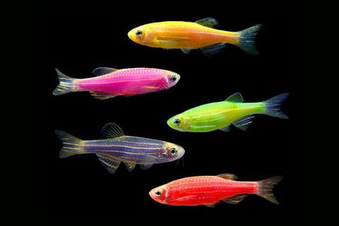 GloFish® - Zebra Danio