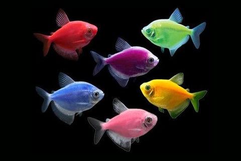 GloFish® - Tetra