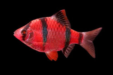 GloFish® - Tiger Barb