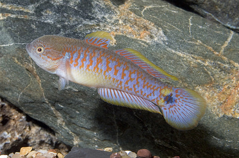 Goby - Peacock Gudgeon