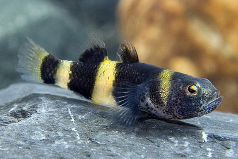 Goby - Bumblebee