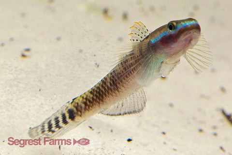 Goby - Blue Neon Stiphodon