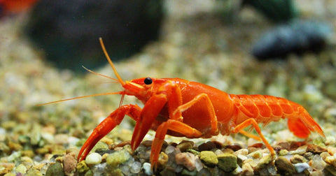 Crayfish - Tangerine