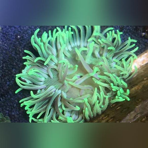 Anemone - Green Long Tentacle