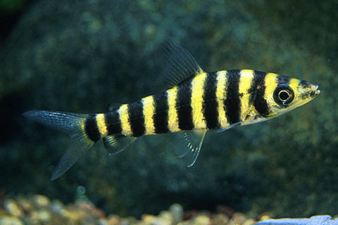 Scavenger - Banded Leporinus