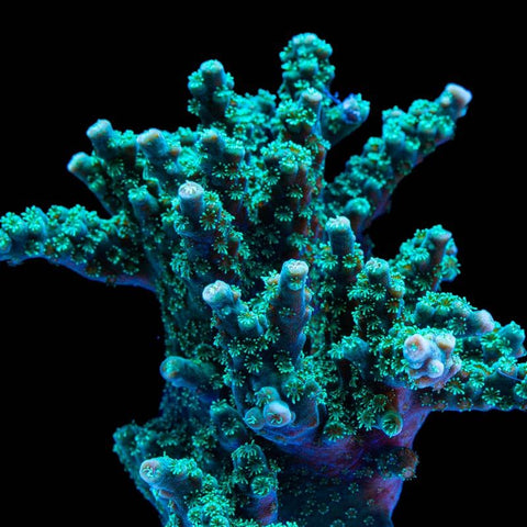 Blue Green Acropora