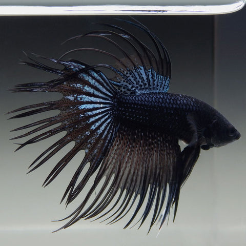 Betta - Black Orchid Crowntail (Male)