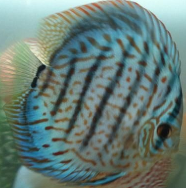 Discus - Blue Face Heckel