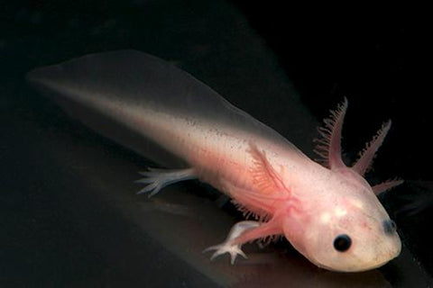 Axolotl - Leucistic