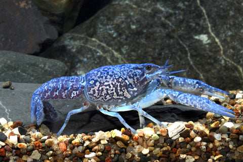 Crayfish - Electric Blue