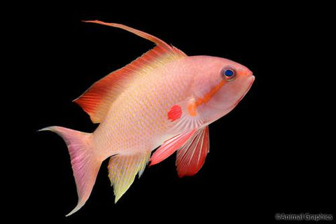 Anthias - Orange Lyretail (M)